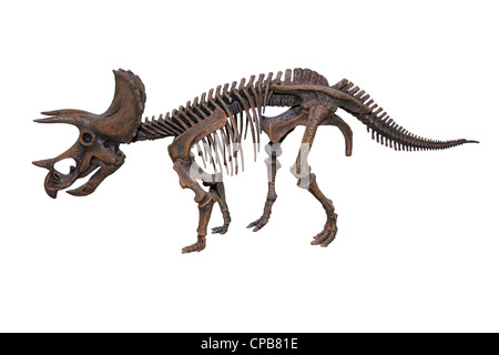 Modèle squelette du dinosaure Triceratops horridus Banque D'Images