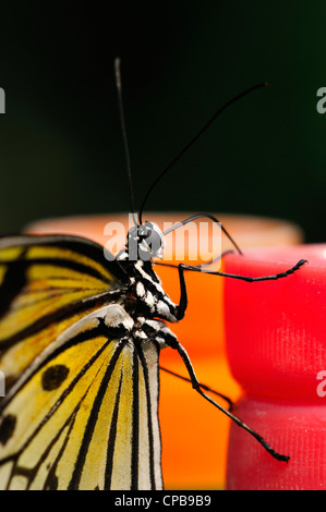 Danaus chrysippe, connu sous le nom de la plaine africaine ou Tiger Monarch (Kleiner Monarch). Papiliorama, Kerzers FR, Suisse. Banque D'Images