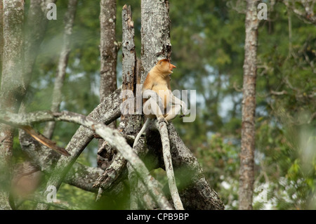 Bornéo, Brunei. mangrove sur le Brunei, près de Bandar Seri Begawan. singe proboscis mâles sauvages. Banque D'Images