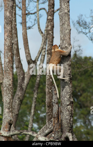 Bornéo, Brunei. mangrove sur le Brunei, près de Bandar Seri Begawan. singe proboscis mâles sauvages. Banque D'Images