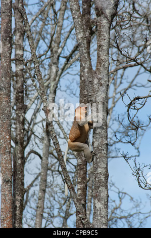 Bornéo, Brunei. mangrove sur le Brunei, près de Bandar Seri Begawan. mâle sauvage proboscis monkey en arbre. Banque D'Images