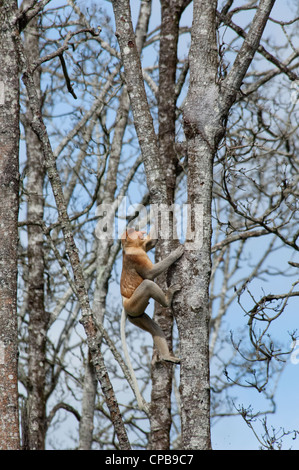 Bornéo, Brunei. mangrove sur le Brunei, près de Bandar Seri Begawan. mâle sauvage proboscis monkey en arbre. Banque D'Images