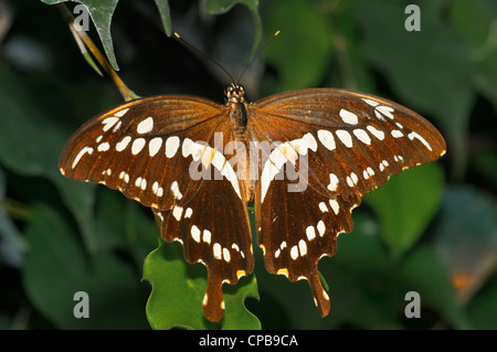 L'Constantine Papilio constantinus) est un papillon de la Famille des Papilionidae. Il est constaté en Afrique subsaharienne Banque D'Images