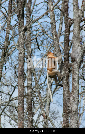 Bornéo, Brunei. mangrove sur le Brunei, près de Bandar Seri Begawan. mâle sauvage proboscis monkey en arbre. Banque D'Images