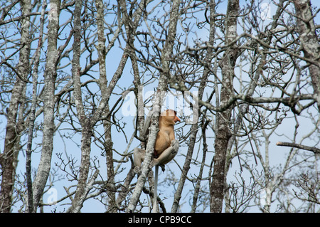 Bornéo, Brunei. mangrove sur le Brunei, près de Bandar Seri Begawan. mâle sauvage proboscis monkey en arbre. Banque D'Images