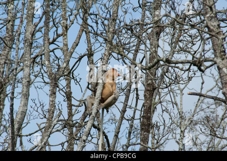 Bornéo, Brunei. mangrove sur le Brunei, près de Bandar Seri Begawan. mâle sauvage proboscis monkey en arbre. Banque D'Images