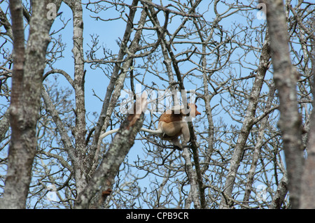 Bornéo, Brunei. mangrove sur le Brunei, près de Bandar Seri Begawan. mâle sauvage proboscis monkey en arbre. Banque D'Images