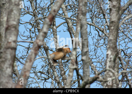 Bornéo, Brunei. mangrove sur le Brunei, près de Bandar Seri Begawan. mâle sauvage proboscis monkey en arbre. Banque D'Images