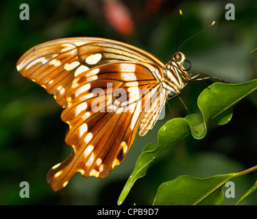 L'Constantine Papilio constantinus) est un papillon de la Famille des Papilionidae. Il est constaté en Afrique subsaharienne Banque D'Images