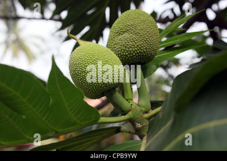 L'arbre à pain (Artocarpus altilis) Banque D'Images