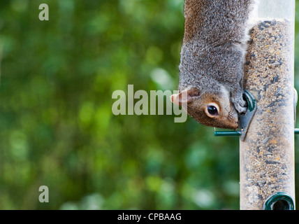 Sciurus carolinensis. L'écureuil gris de tête en bas de l'alimentation Une alimentation pour oiseaux Banque D'Images