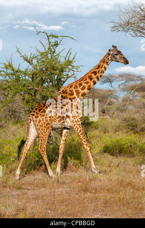 Bien que la girafe sur Safari en Afrique Banque D'Images