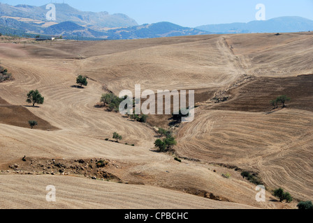 Champs de blé avec des montagnes à l'arrière, près d'Almogia, Costa del Sol, la province de Malaga, Andalousie, Espagne, Europe de l'Ouest. Banque D'Images