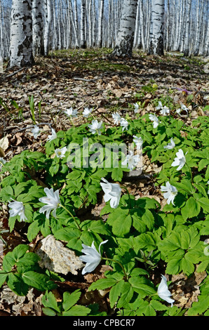 Anémone altaica sauvages fleurs alpines. L'Altaï Russie Sibérie Banque D'Images
