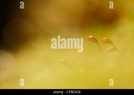 Close-up de Haircup moss. Banque D'Images