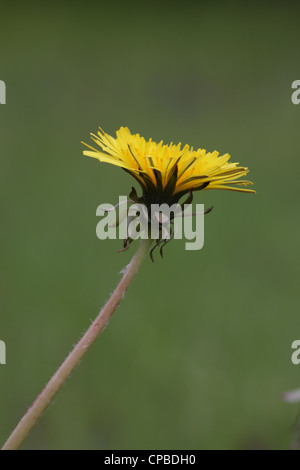 Pissenlit (Taraxacum) floraison au printemps Banque D'Images