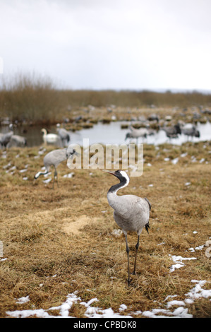 Grues cendrées (Grus grus) fouraging sur les berges du lac Hornborga, dans le sud de la Suède, au cours de la migration printanière. Banque D'Images