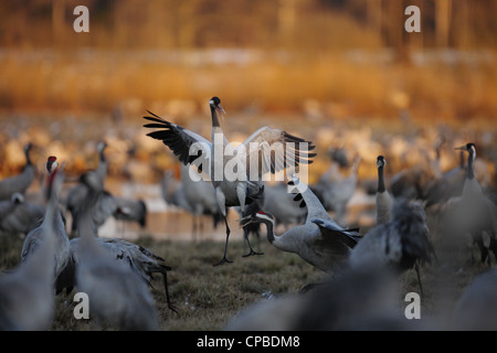 Grues cendrées (Grus grus) danser au printemps à la lacs du lac Hornborga dans le sud de la Suède Banque D'Images