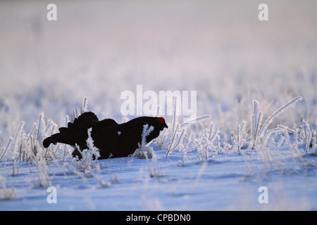 Tétras (Lyrurus tetrix) affichage rétro-éclairé par le soleil levant Banque D'Images