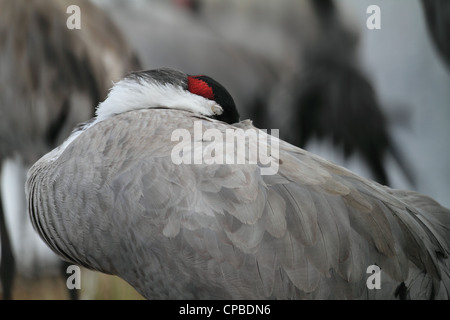 Grue cendrée (Grus grus) dormir à la mi-journée Banque D'Images