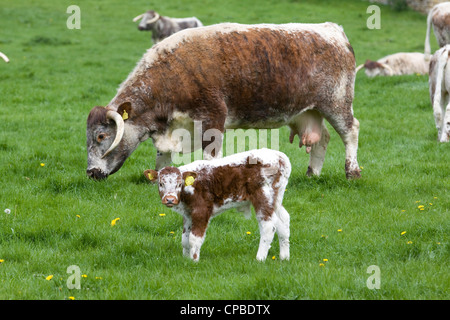 Longhorn anglais dans un vert Pâturage du bétail dans les régions rurales de l'Angleterre, Bos primigenius Banque D'Images