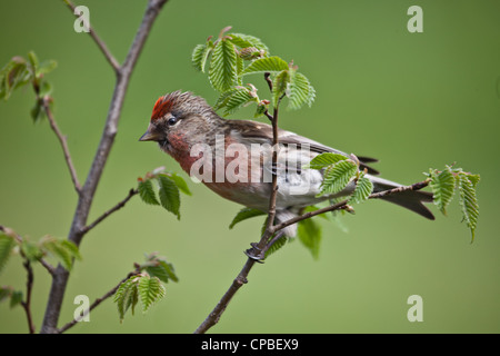 Close up d'un Sizerin flammé Carduelis cabaret moindre mâle fka (une sous-espèce de Sizerin flammé) sur un rameau de noisetier. Fond diffus. Banque D'Images