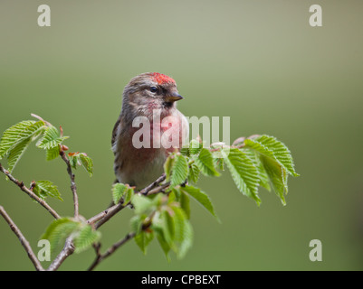 Close up of a lesser Sizerin blanchâtre (anciennement considéré comme une sous-espèce de Sizerin flammé) sur un rameau de noisetier. Fond diffus. Banque D'Images
