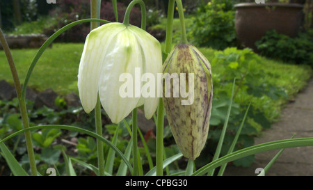 Tête de serpents Fritillary Fleurs, Fritillaria meleagaris sur la droite et c'est le cultivar 'Aphrodite' sur la gauche Banque D'Images