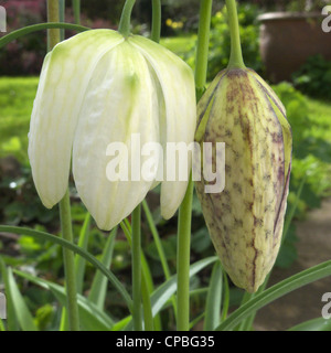 Tête de serpents Fritillary Fleurs, Fritillaria meleagaris sur la droite et c'est le cultivar 'Aphrodite' sur la gauche Banque D'Images