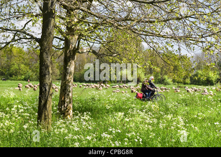 Cycliste sur route de campagne entre la floraison sur Gravelroot journée ensoleillée au printemps Banque D'Images