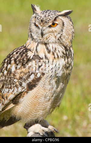 Aigle de Sibérie ou Owl Bubo bubo sibericus - Eagle owl avec plumes de couleur plus claire en captivité Banque D'Images