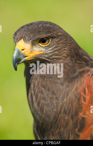 Tête de Harris Parabuteo unicinctus Hawk ou en vue de l'angle latéral - appelé aussi Baywinged- poussiéreux ou hawk Banque D'Images