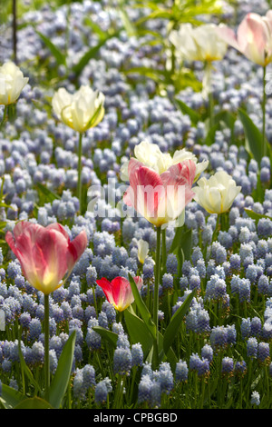 Muscaris commun bleu, blanc et rose tulipes au printemps Banque D'Images