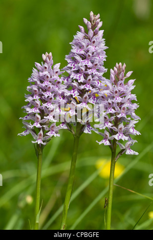 Trois fleurs d'orchidée (Dactylorhiza fuchsii tacheté) à Downe Bank Réserve Naturelle, Kent. De juin. Banque D'Images