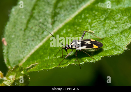 Une Punaises mirides (Grypocoris stysi) perché sur une feuille, à Downe Bank Réserve Naturelle, Kent. De juin. Banque D'Images