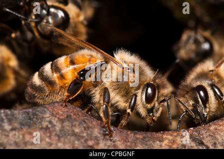 Garde côtière canadienne les abeilles (Apis mellifera) qui garde l'entrée du nid. Nature Rerserve glosas emilianenses, Bexley, Kent. Juillet. Banque D'Images