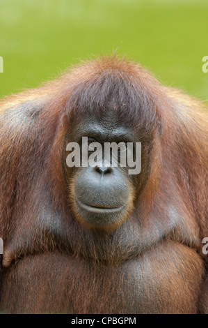 La malaisie, Bornéo, Sabah, Kota Kinabalu, lok kawi park. la faune orang-outan. Banque D'Images