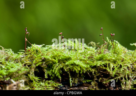 Les tiges de mousse Brachythecium rutabulum) (avec capsules de spores, poussant sur le bois mort dans Hurst Woods, Bexley, Kent. Banque D'Images