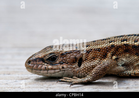 Un gros plan sur la tête d'un lézard (Lacerta vivipara commun) au soleil sur la promenade de la réserve naturelle nationale commune Thursley Banque D'Images
