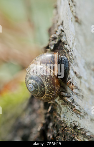 Snail attaché à une souche d'un arbre Banque D'Images