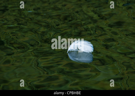 Une seule plume blanche flottant dans la rivière Cray, grren tourné par le feuillage, reflète à Footscray Meadows, Bexley. Banque D'Images
