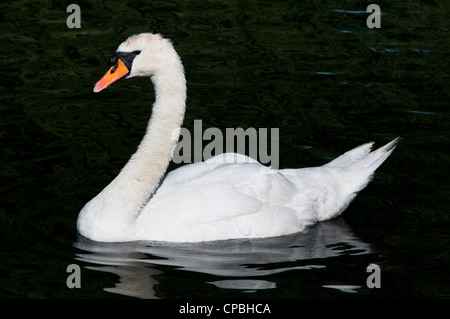 Un adulte mute swan (Cygnus olor) baignade dans la rivière Cray à Footscray Meadows la réserve naturelle locale, DARTFORD, KENT. En août. Banque D'Images