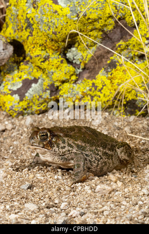 Crapaud des steppes Anaxyrus cognatus Tucson, comté de Pima, Arizona, United States 18 août des profils Bufonidae Banque D'Images