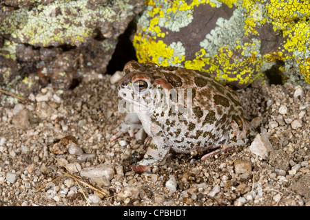 Crapaud des steppes Anaxyrus cognatus Tucson, comté de Pima, Arizona, United States 18 août des profils Bufonidae Banque D'Images