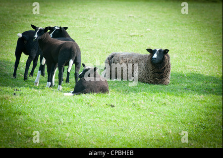 Agneaux et moutons noirs dans un champ Banque D'Images