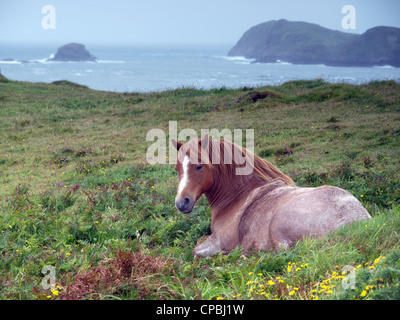 Pony sur le chemin de la côte du Pembrokeshire, près de Ramsey Sound Banque D'Images