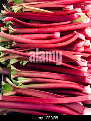 Un affichage des tiges de rhubarbe rouge récoltés et prêts à manger Banque D'Images