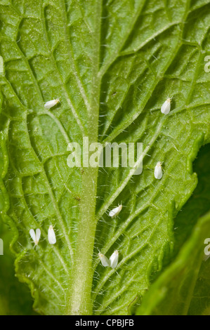 Insectes aleurodes sur feuille de menthe Banque D'Images