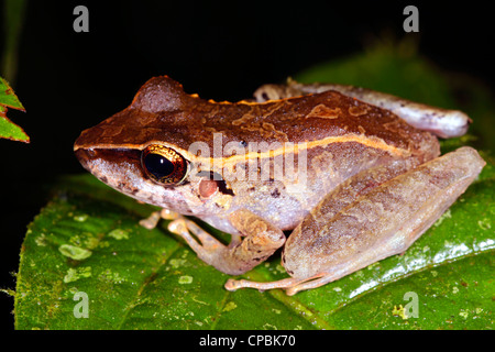 Forêt amazonienne tropicale grenouille (Pristimantis sp.) de l'Equateur Banque D'Images