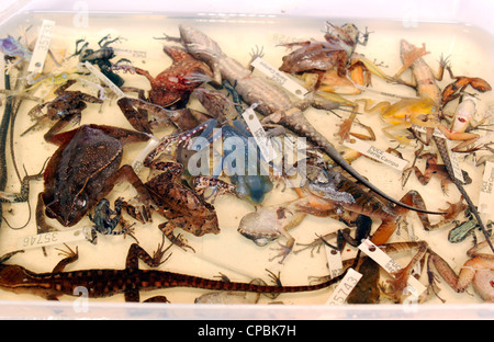 Spécimens de reptiles et amphibiens pour la recherche biologique, recueillies en Equateur Banque D'Images